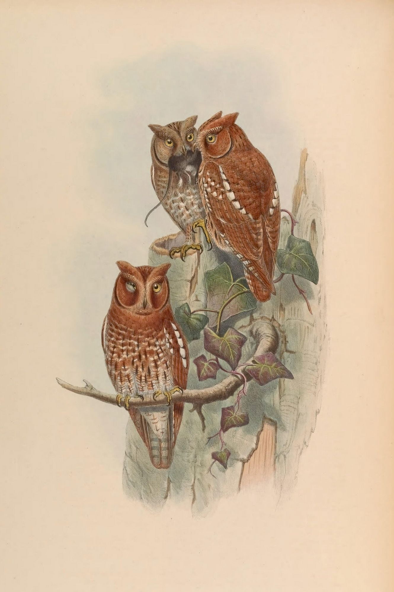 Birds of Asia 1850 Indian Scops Owl Canvas Art - J & E Gould (24 x 36)