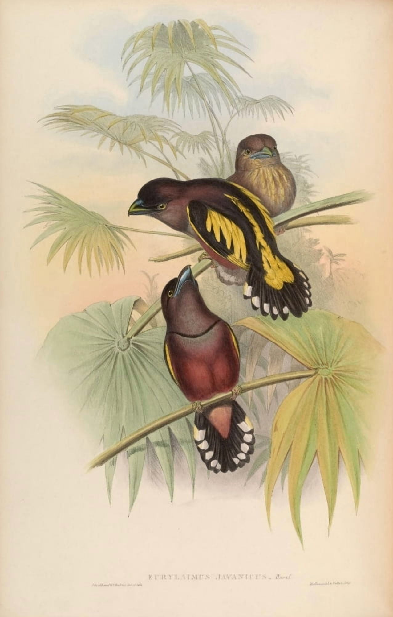 Birds of Asia 1850 Javanese Eurylaime Canvas Art - John Gould (18 x 24)