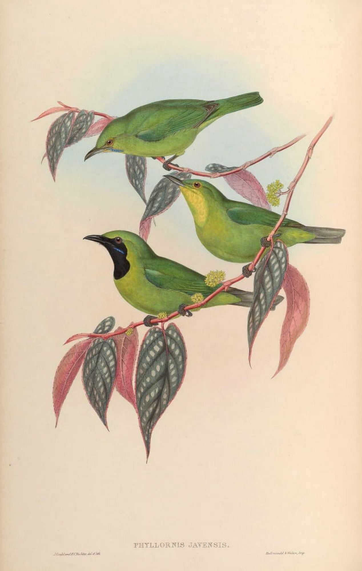 Birds of Asia 1850 Javanese Phyllornis Canvas Art - John Gould (24 x 36)