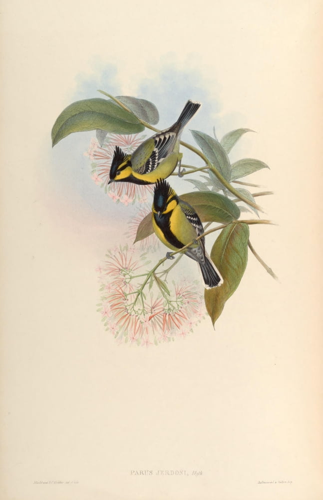 Birds of Asia 1850 Jerdons Tit Canvas Art - John Gould (24 x 36)