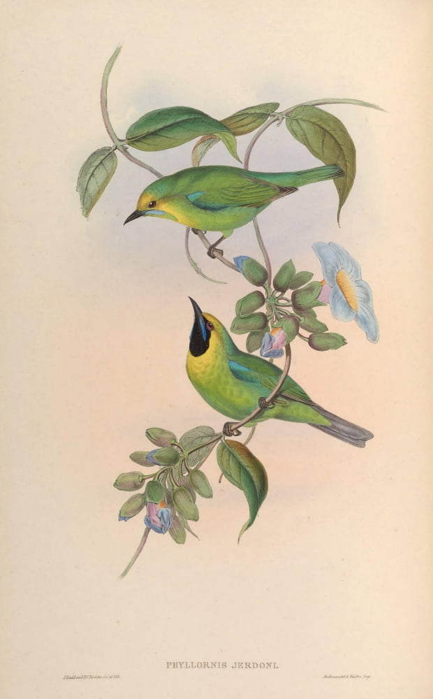 Birds of Asia 1850 Jordans Phyllornis Canvas Art - John Gould (18 x 24)