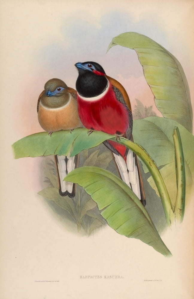 Birds of Asia 1850 Karumba Trogon Canvas Art - John Gould (18 x 24)