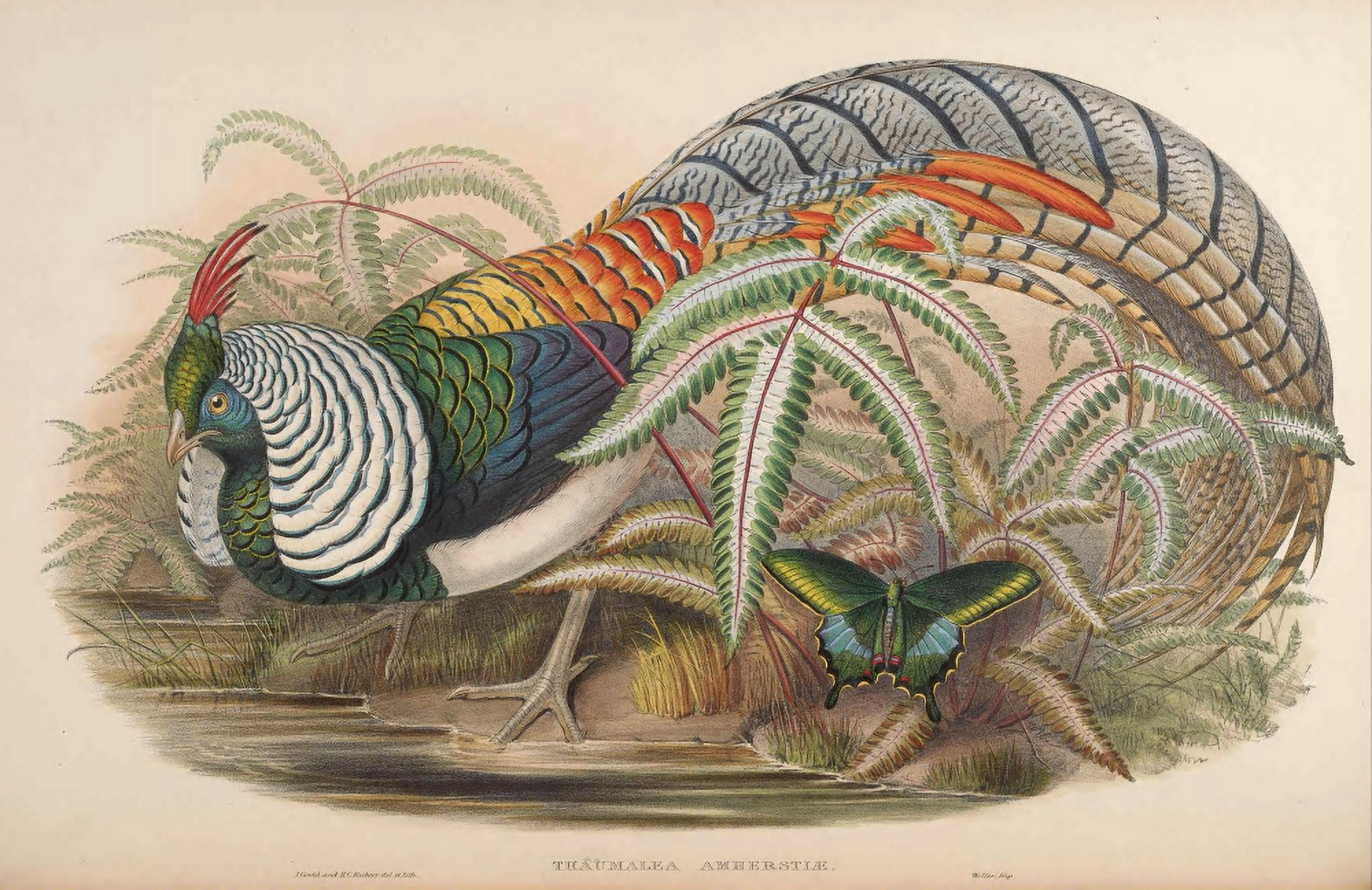 Birds of Asia 1850 Lady Amhersts Pheasant Canvas Art - John Gould (24 x 36)