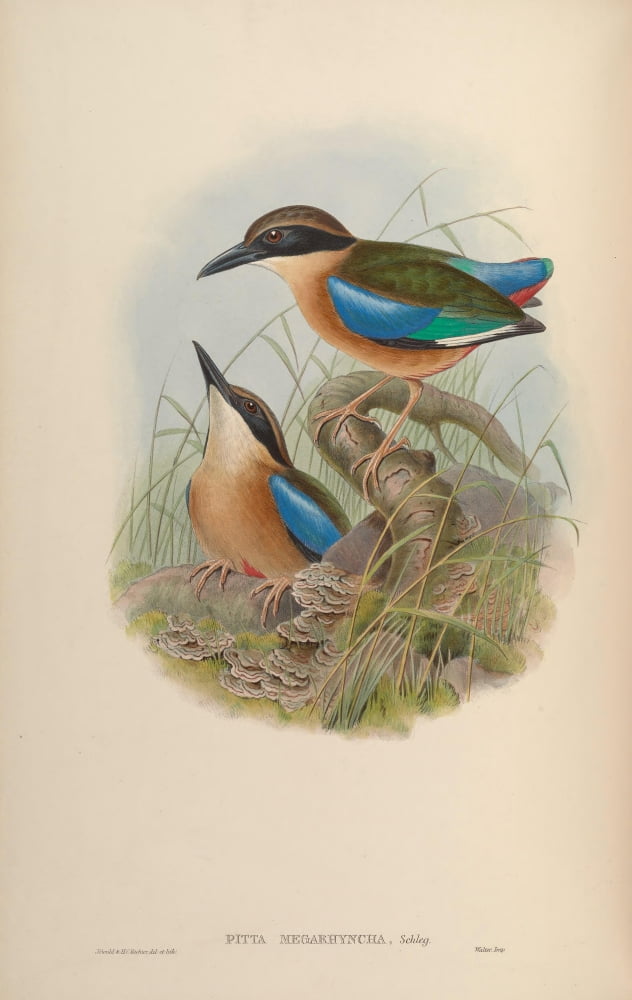 Birds of Asia 1850 Large-billed Pitta Canvas Art - John Gould (18 x 24)