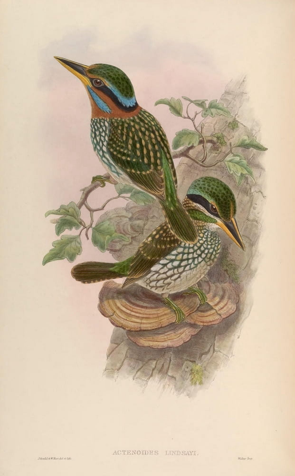 Birds of Asia 1850 Lindsays Kingfisher Canvas Art - John Gould (18 x 24)