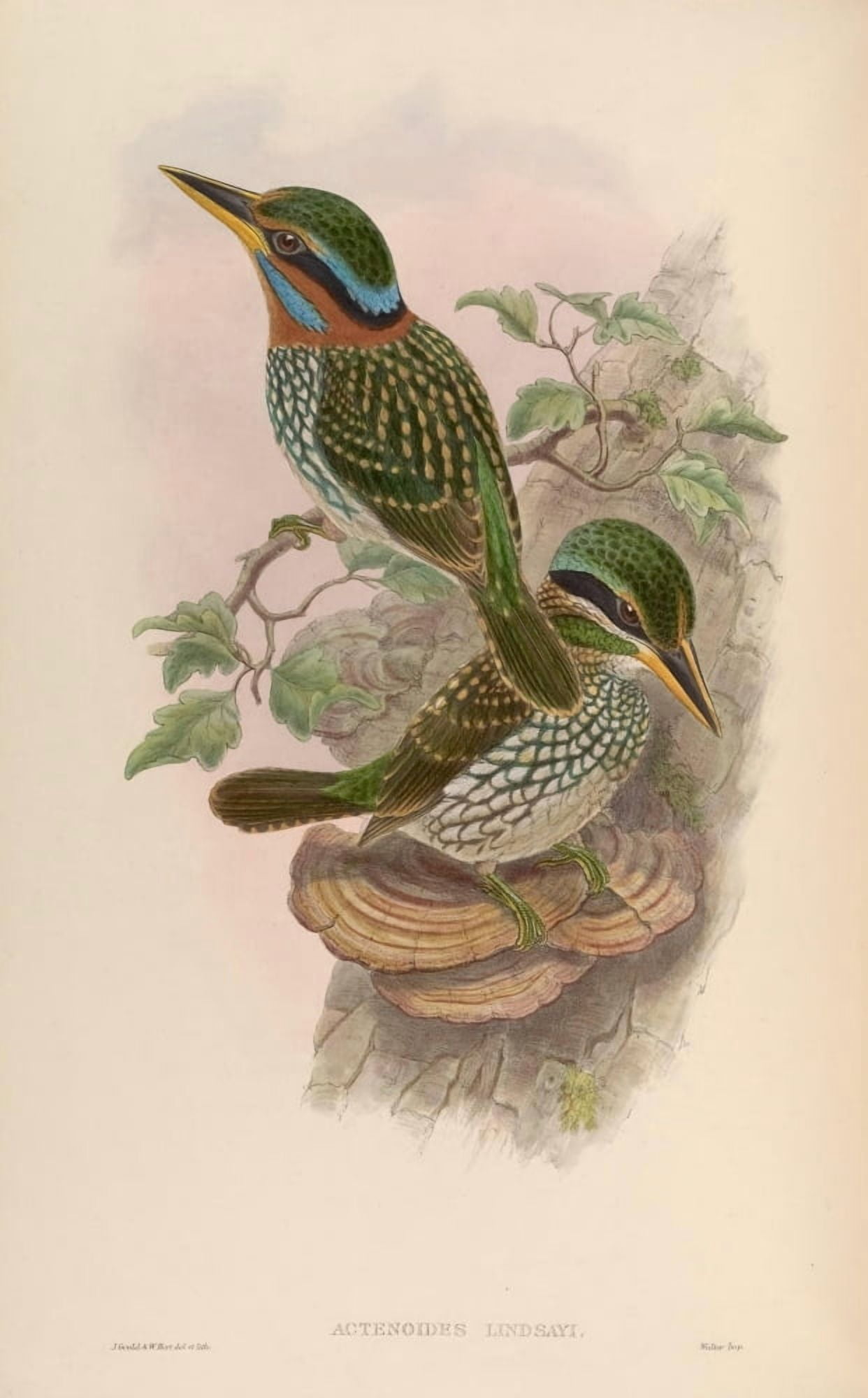 Birds of Asia 1850 Lindsays Kingfisher Canvas Art - John Gould (24 x 36)