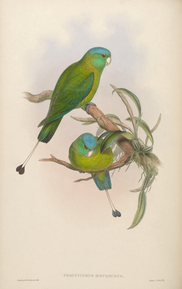 Birds of Asia 1850 Little Racket-tailed Parrot Canvas Art - John Gould (18 x 24)