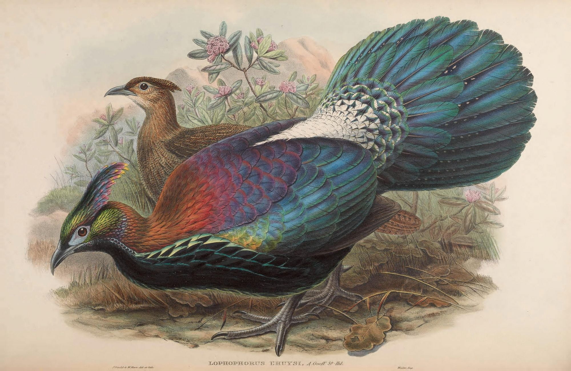 Birds of Asia 1850 Lophophorus LHuysi Canvas Art - John Gould (24 x 36)