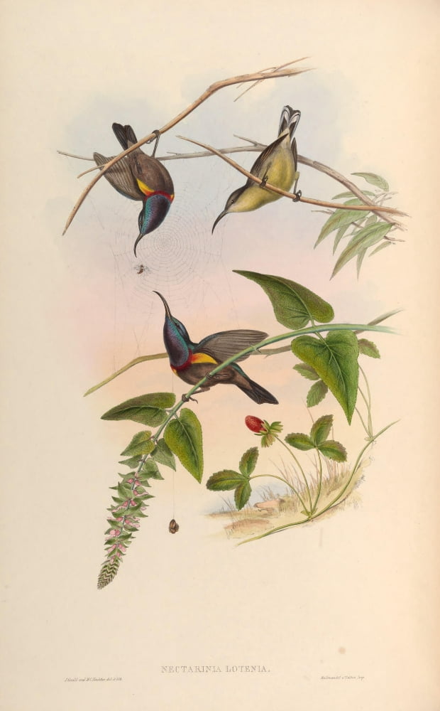 Birds of Asia 1850 Lotens Sun-bird Canvas Art - John Gould (24 x 36)