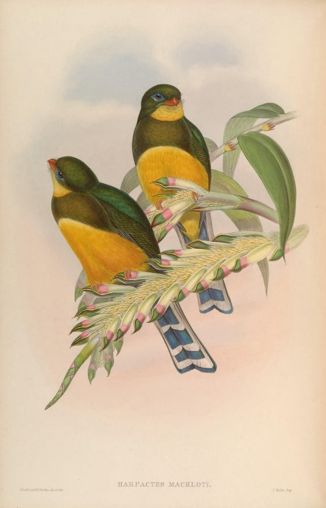 Birds of Asia 1850 Macklots Trogon Canvas Art - John Gould (24 x 36)