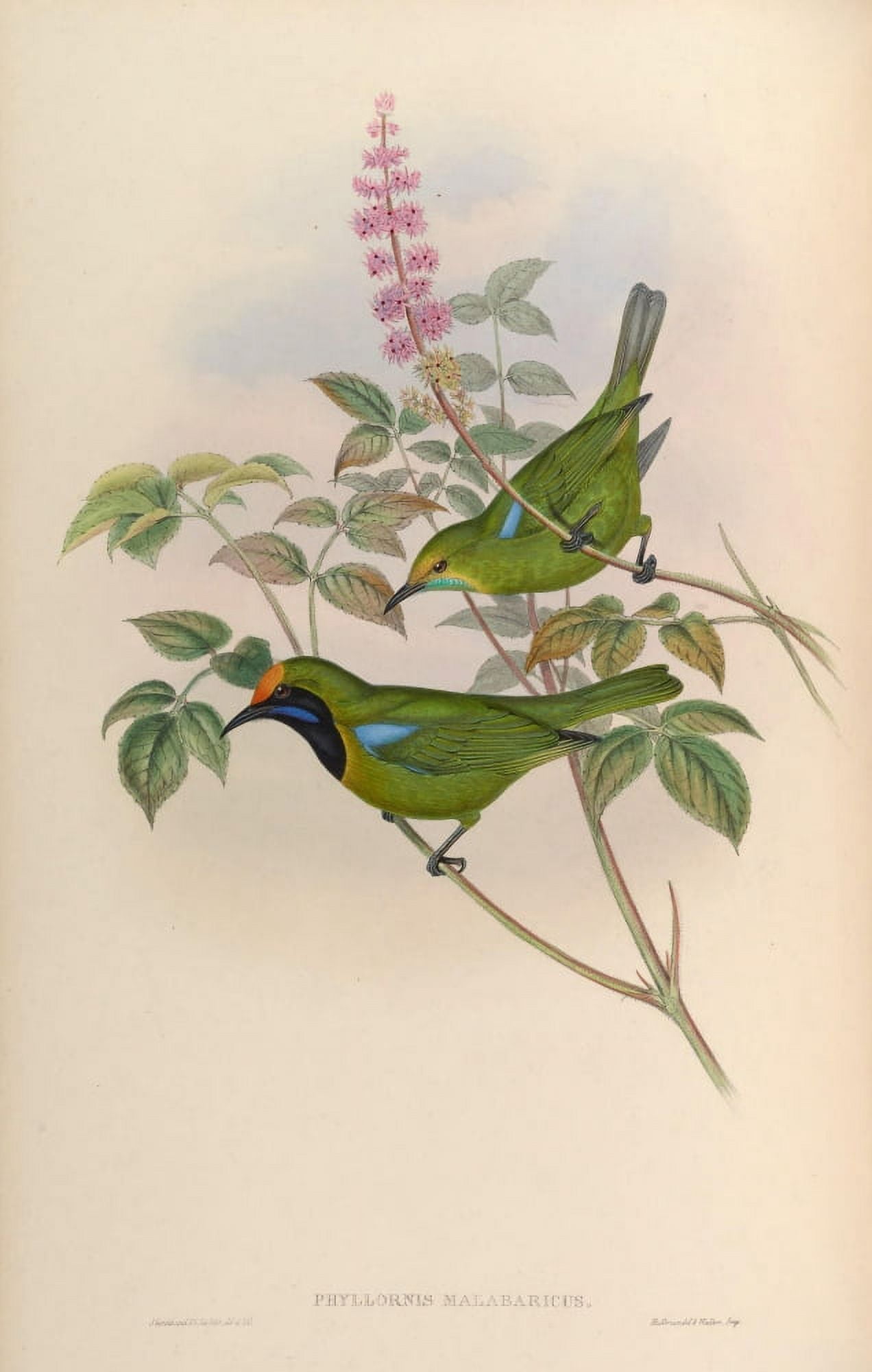 Birds of Asia 1850 Malabar Phyllornis Canvas Art - John Gould (18 x 24)