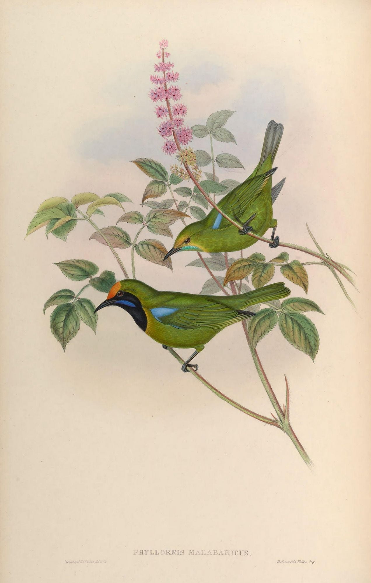 Birds of Asia 1850 Malabar Phyllornis Canvas Art - John Gould (24 x 36)