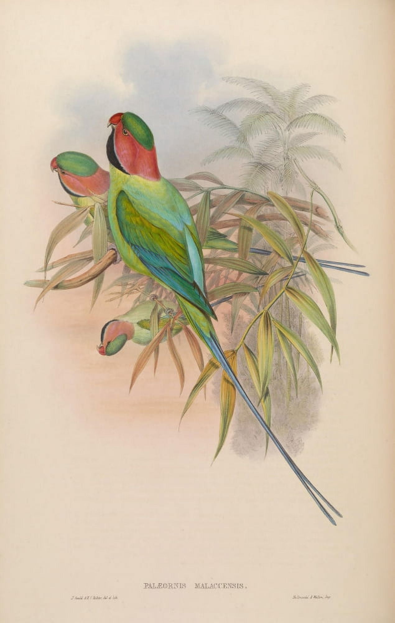 Birds of Asia 1850 Malacca Parrakeet Canvas Art - John Gould (18 x 24)