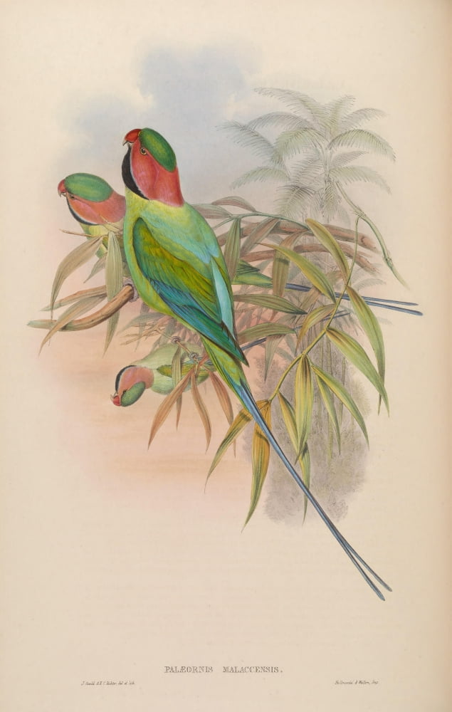 Birds of Asia 1850 Malacca Parrakeet Canvas Art - John Gould (24 x 36)