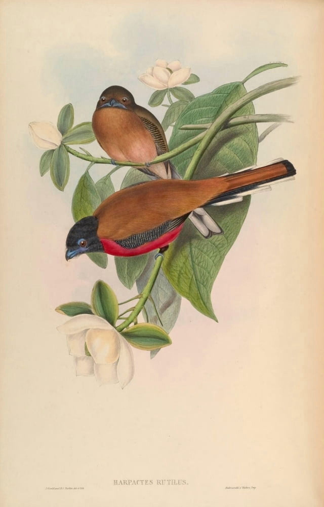 Birds of Asia 1850 Malacca Trogon Canvas Art - John Gould (18 x 24)