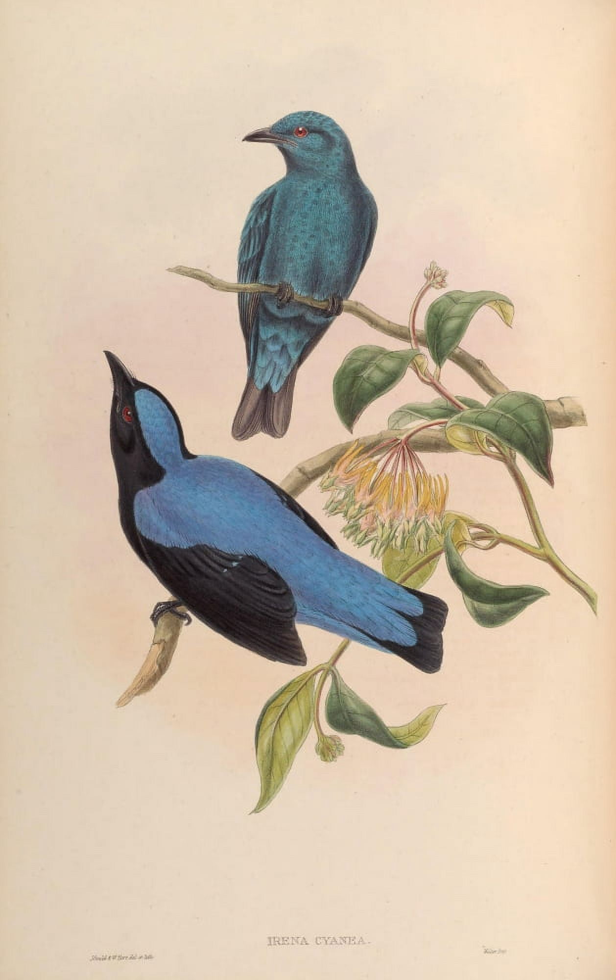 Birds of Asia 1850 Malayan Fairy Bluebird Canvas Art - John Gould (24 x 36)