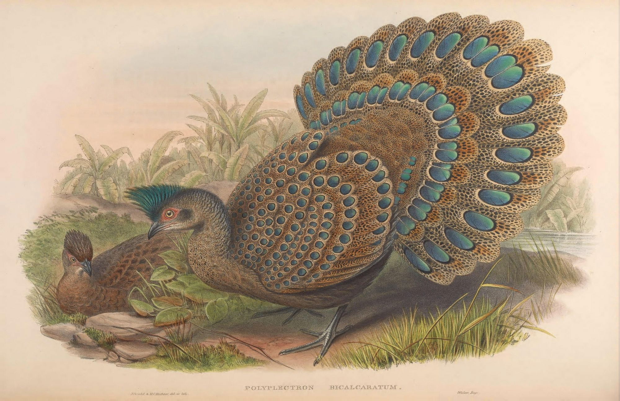 Birds of Asia 1850 Malayan Peacock Pheasant Canvas Art - John Gould (24 x 36)