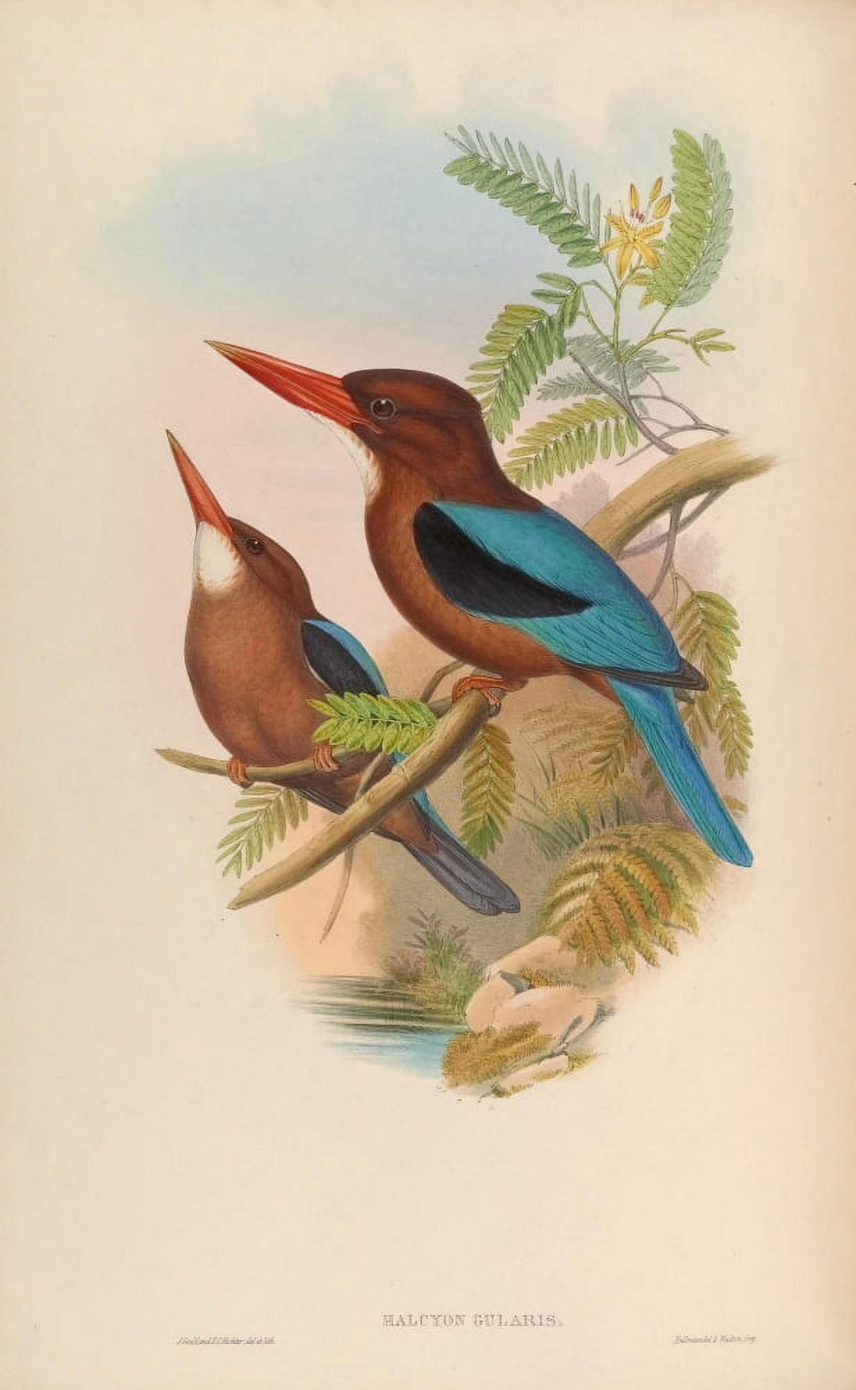 Birds of Asia 1850 Manilla Kingfisher Canvas Art - John Gould (24 x 36)
