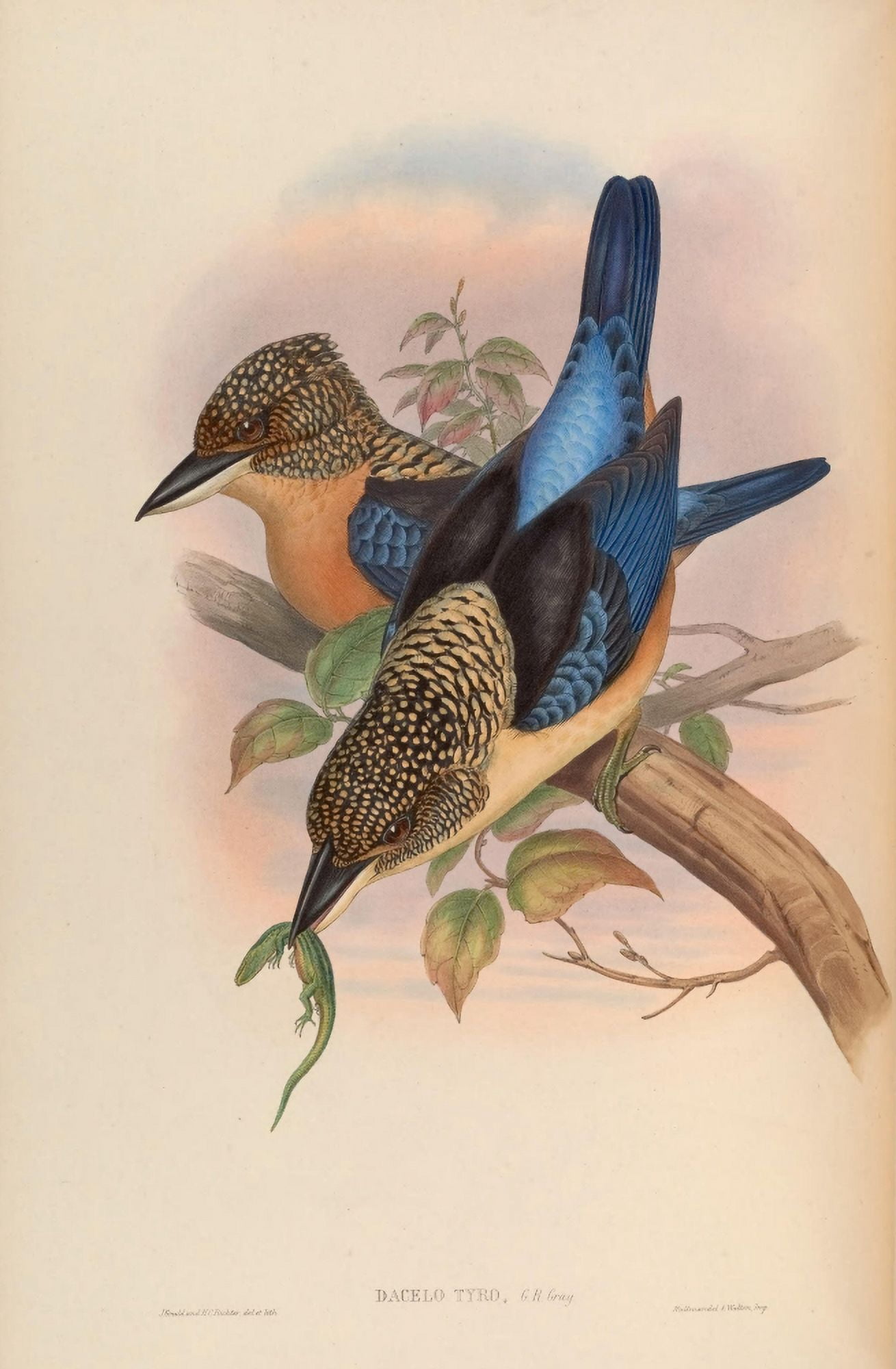 Birds of Asia 1850 Mantled Kingfisher Canvas Art - John Gould (18 x 24)