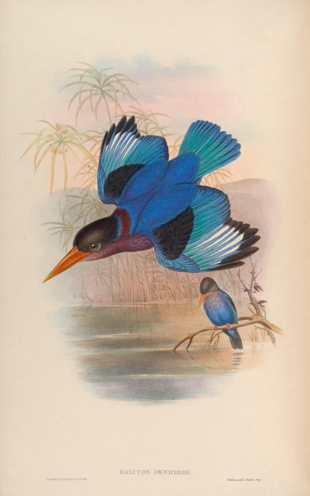 Birds of Asia 1850 Many-coloured Kingfisher Canvas Art - John Gould (24 x 36)