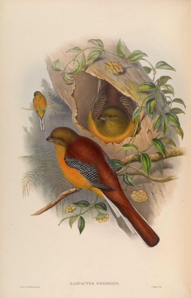Birds of Asia 1850 Mountain Trogon Canvas Art - John Gould (18 x 24)