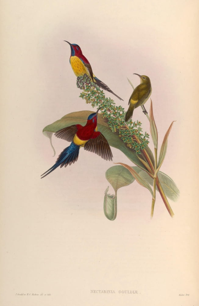 Birds of Asia 1850 Mrs Goulds Sun-bird Canvas Art - John Gould (18 x 24)