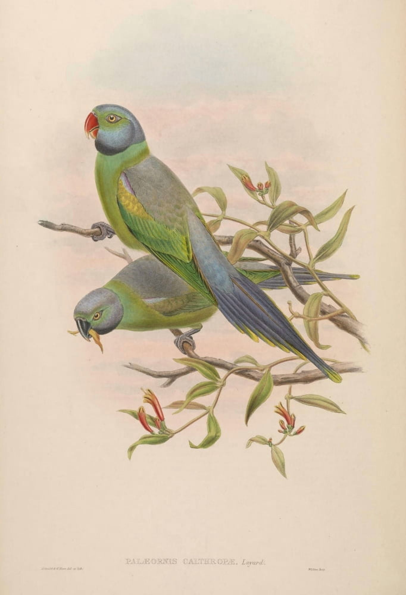 Birds of Asia 1850 Mrs Layards Parrakeet Canvas Art - John Gould (18 x 24)