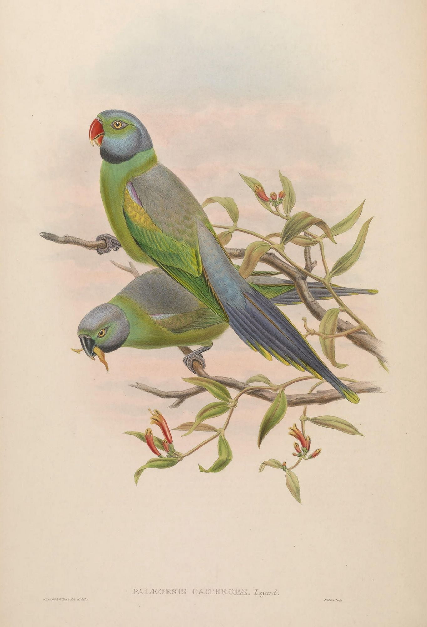 Birds of Asia 1850 Mrs Layards Parrakeet Canvas Art - John Gould (24 x 36)
