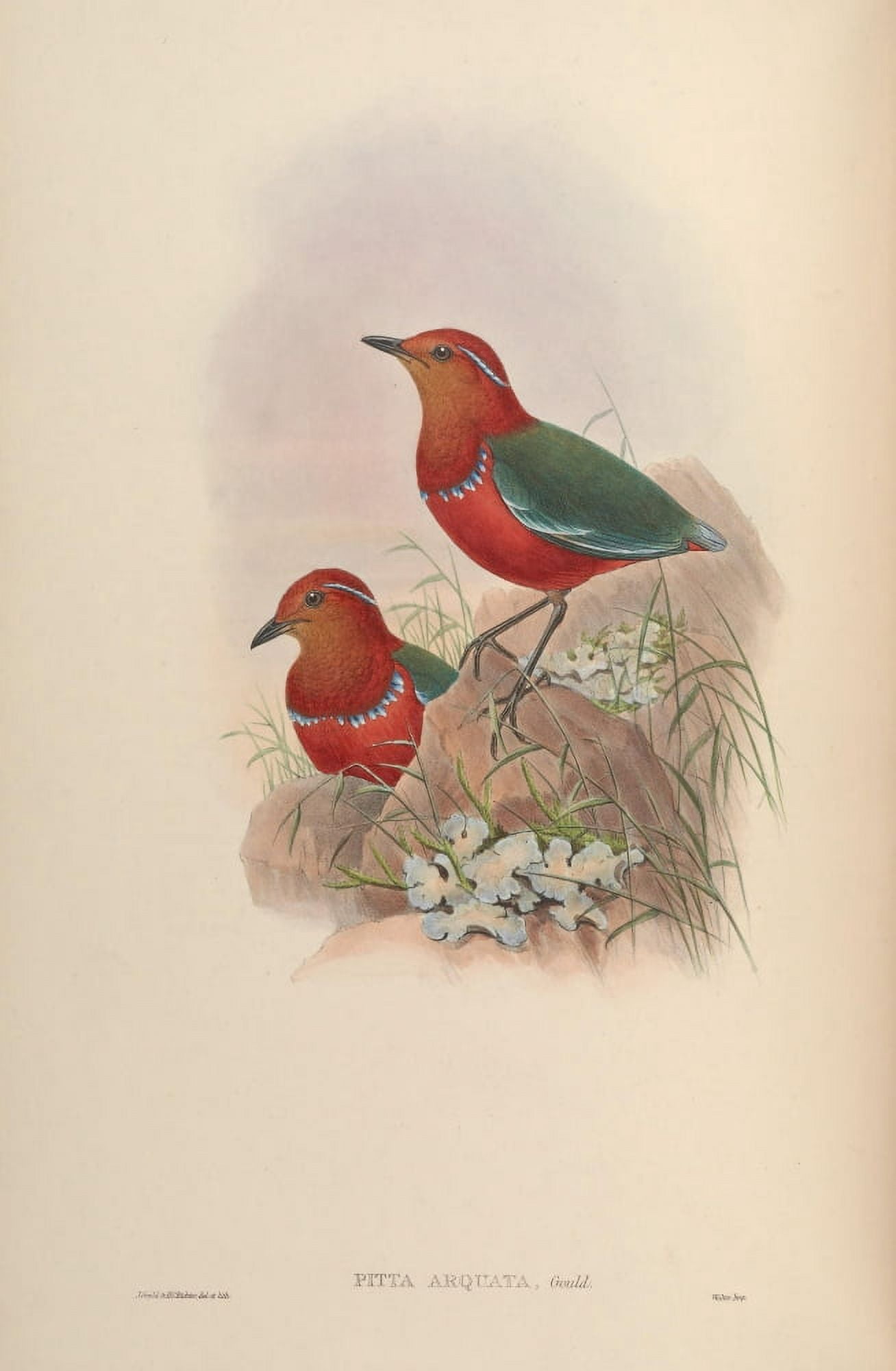 Birds of Asia 1850 Necklaced Pitta Canvas Art - John Gould (18 x 24)