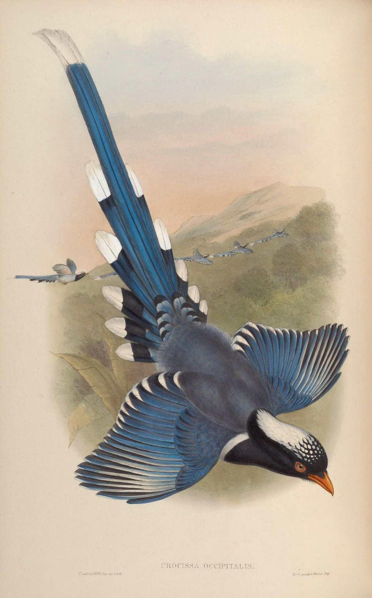 Birds of Asia 1850 Nepalese Blue Pie Canvas Art - John Gould (18 x 24)