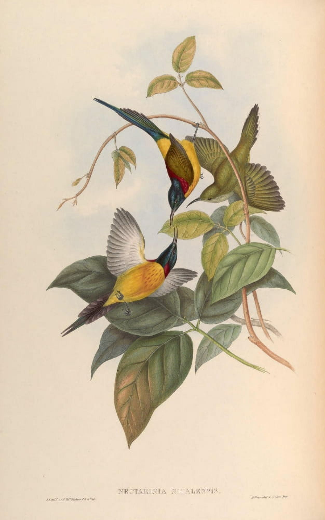 Birds of Asia 1850 Nepaulese Sun-bird Canvas Art - John Gould (24 x 36)