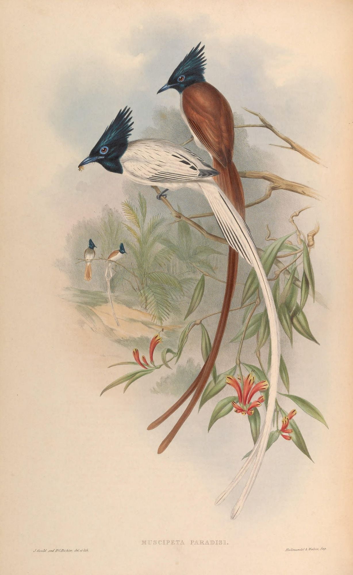 Birds of Asia 1850 Paradise Flycatcher Canvas Art - John Gould (24 x 36)