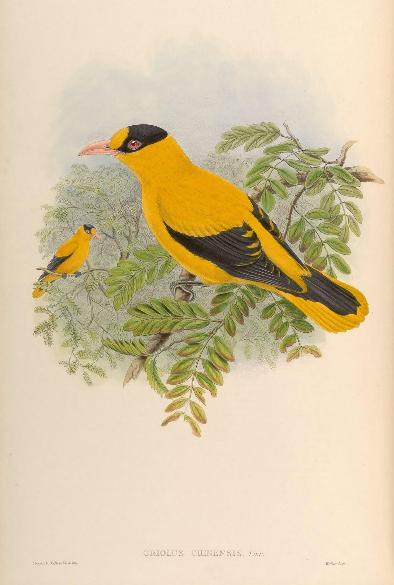 Birds of Asia 1850 Philippine Oriole Canvas Art - John Gould (24 x 36)