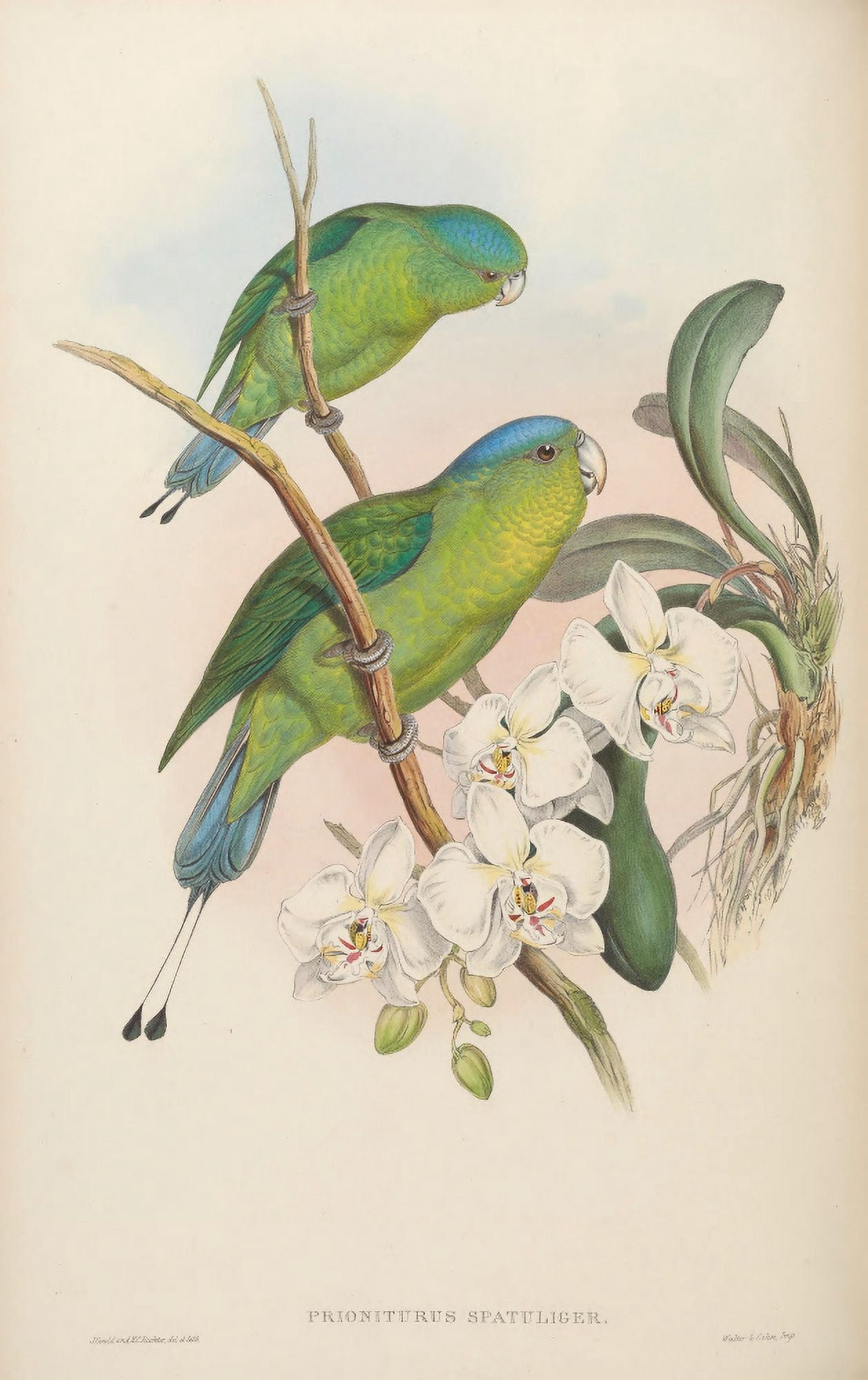 Birds of Asia 1850 Philippine Racket-tailed Parrot Canvas Art - John Gould (18 x 24)