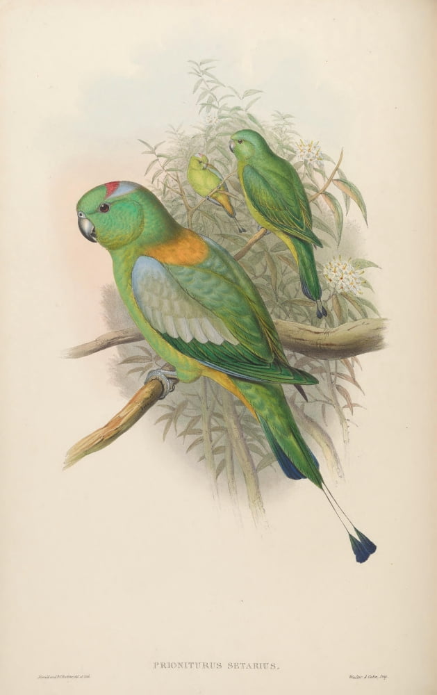 Birds of Asia 1850 Racket-tailed Parrot Canvas Art - John Gould (18 x 24)
