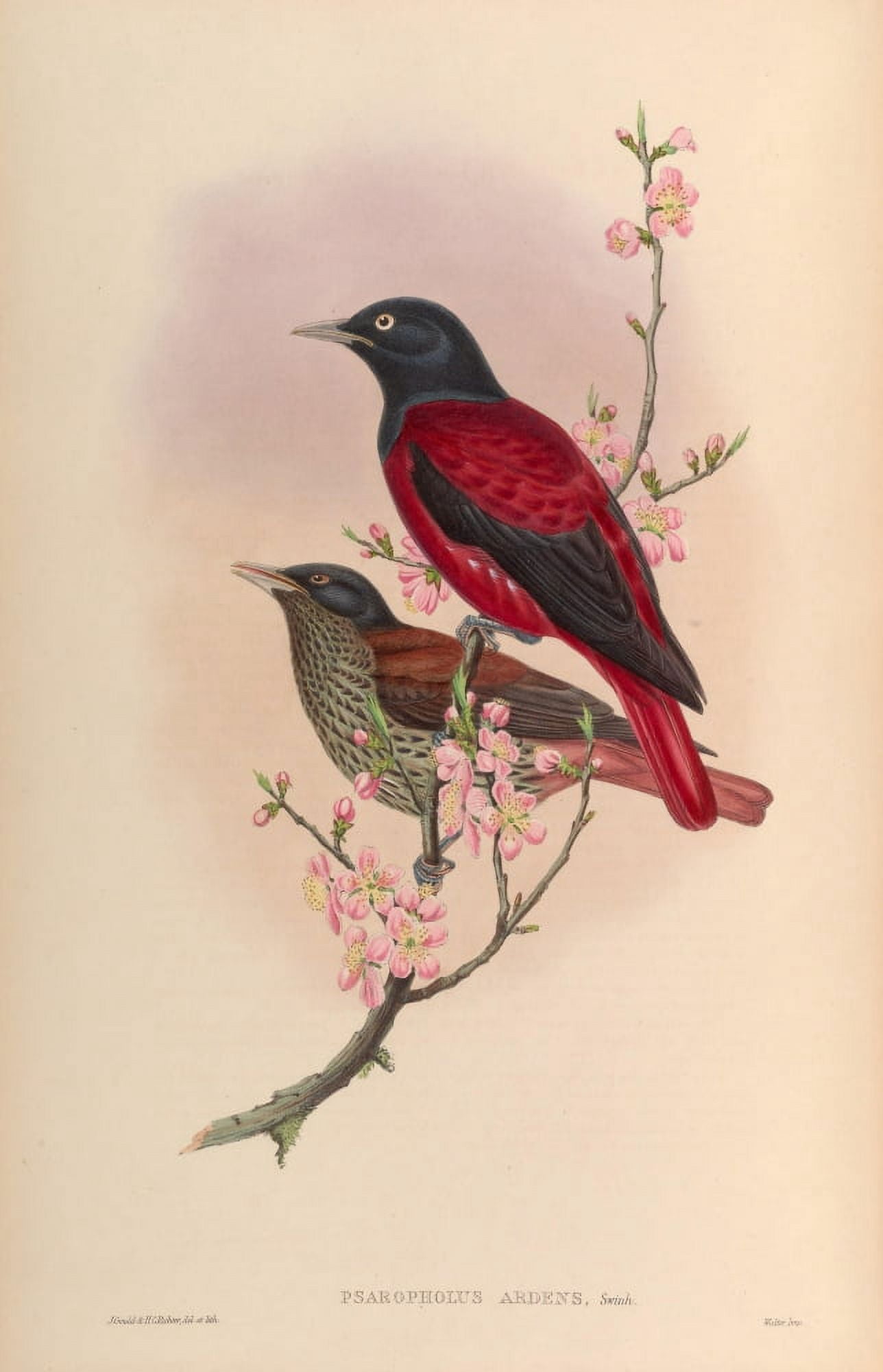Birds of Asia 1850 Red Oriole Canvas Art - John Gould (18 x 24)
