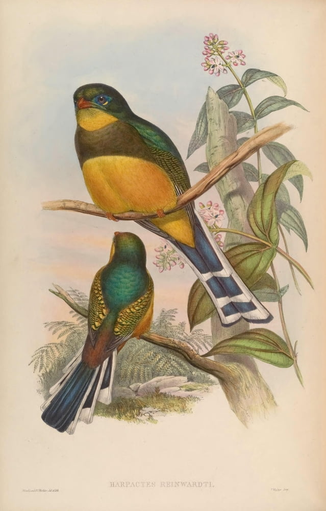 Birds of Asia 1850 Reinwards Trogon Canvas Art - John Gould (18 x 24)