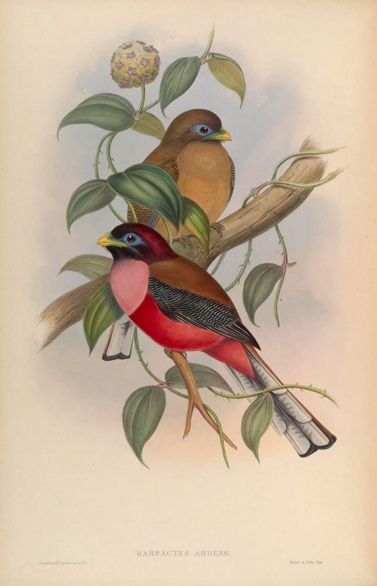 Birds of Asia 1850 Rosy-breated Trogon Canvas Art - John Gould (24 x 36)