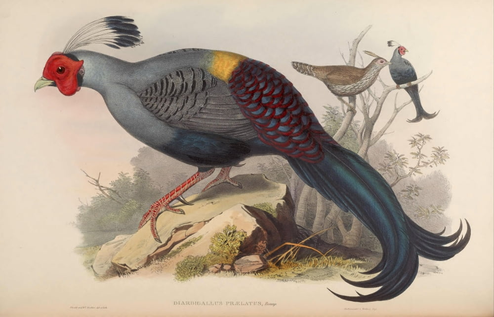 Birds of Asia 1850 Siamese Fire-back Canvas Art - John Gould (24 x 36)