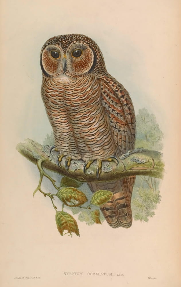 Birds of Asia 1850 Speckled Wood-Owl Canvas Art - J & E Gould (18 x 24)