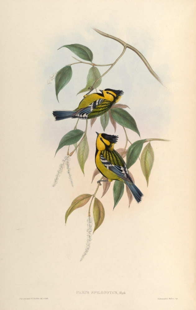 Birds of Asia 1850 Spotted Tit Canvas Art - John Gould (24 x 36)