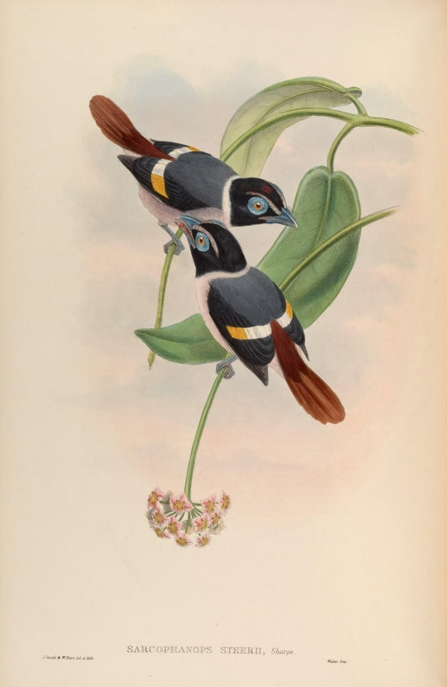 Birds of Asia 1850 Steeres Broadbill Canvas Art - John Gould (18 x 24)