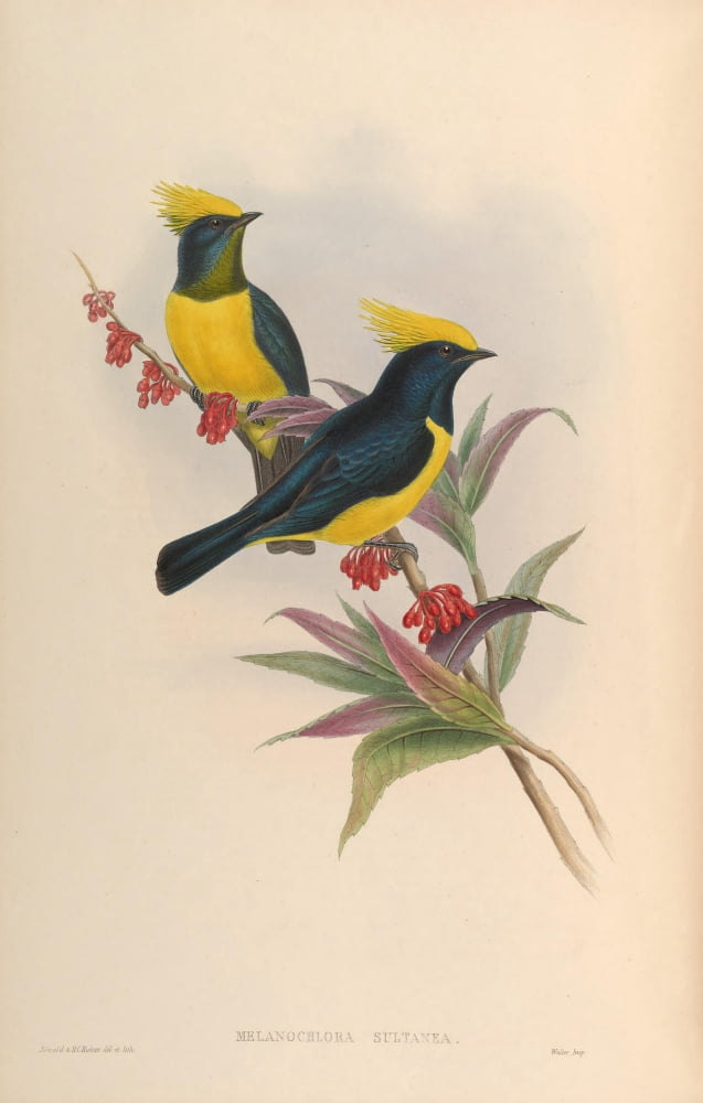 Birds of Asia 1850 Sultan Tit Canvas Art - John Gould (18 x 24)