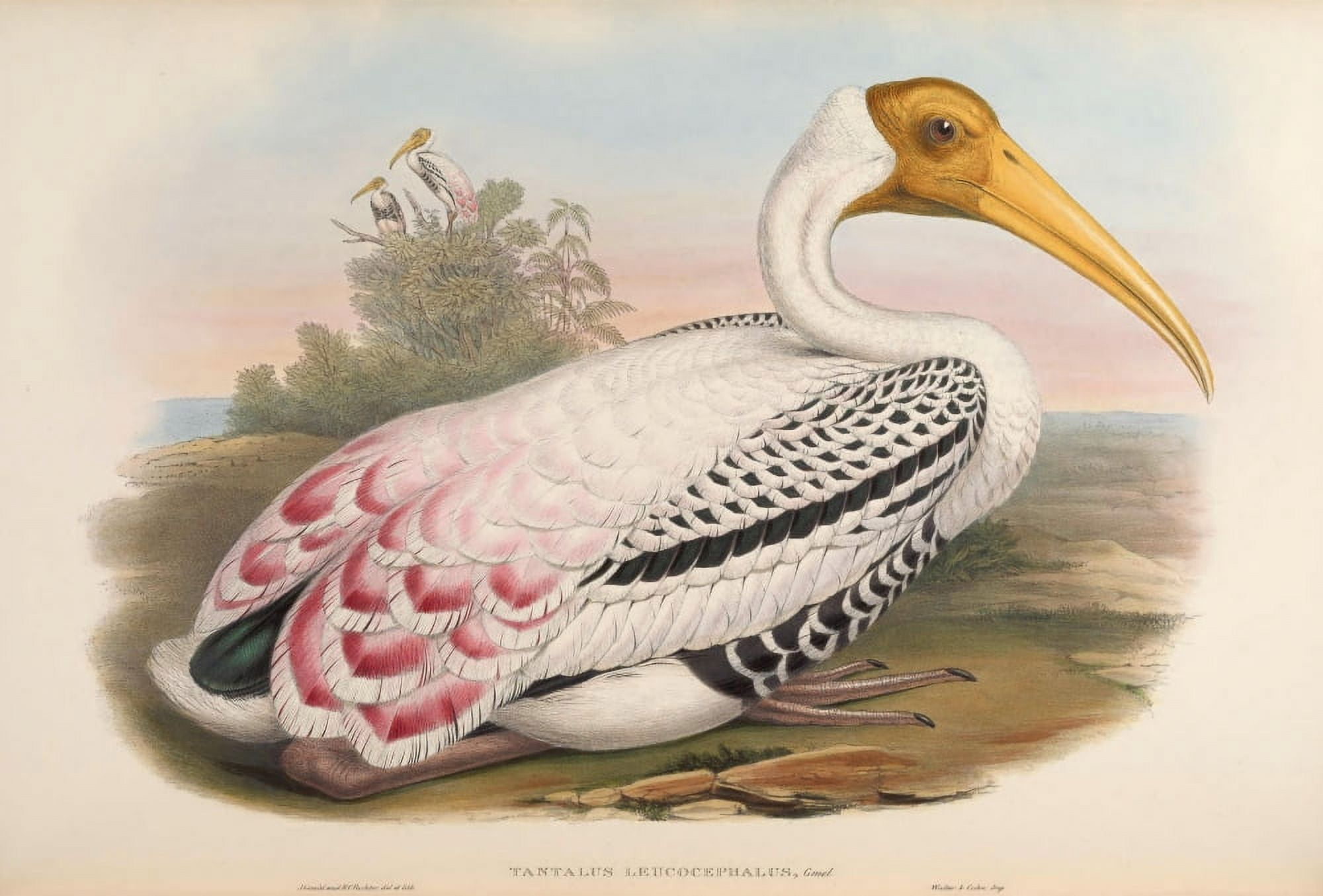Birds of Asia 1850 Tantalus Leucocephalus Canvas Art - John Gould (18 x 24)