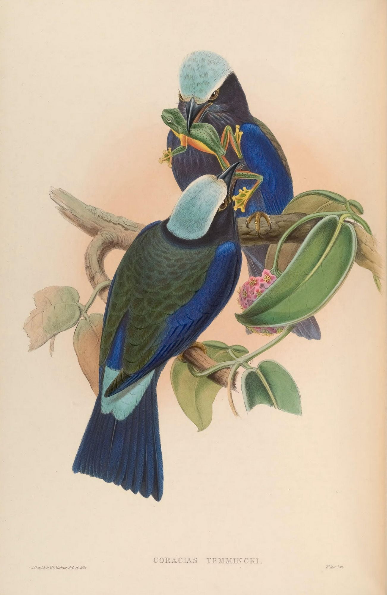 Birds of Asia 1850 Temmincks Roller Canvas Art - John Gould (24 x 36)
