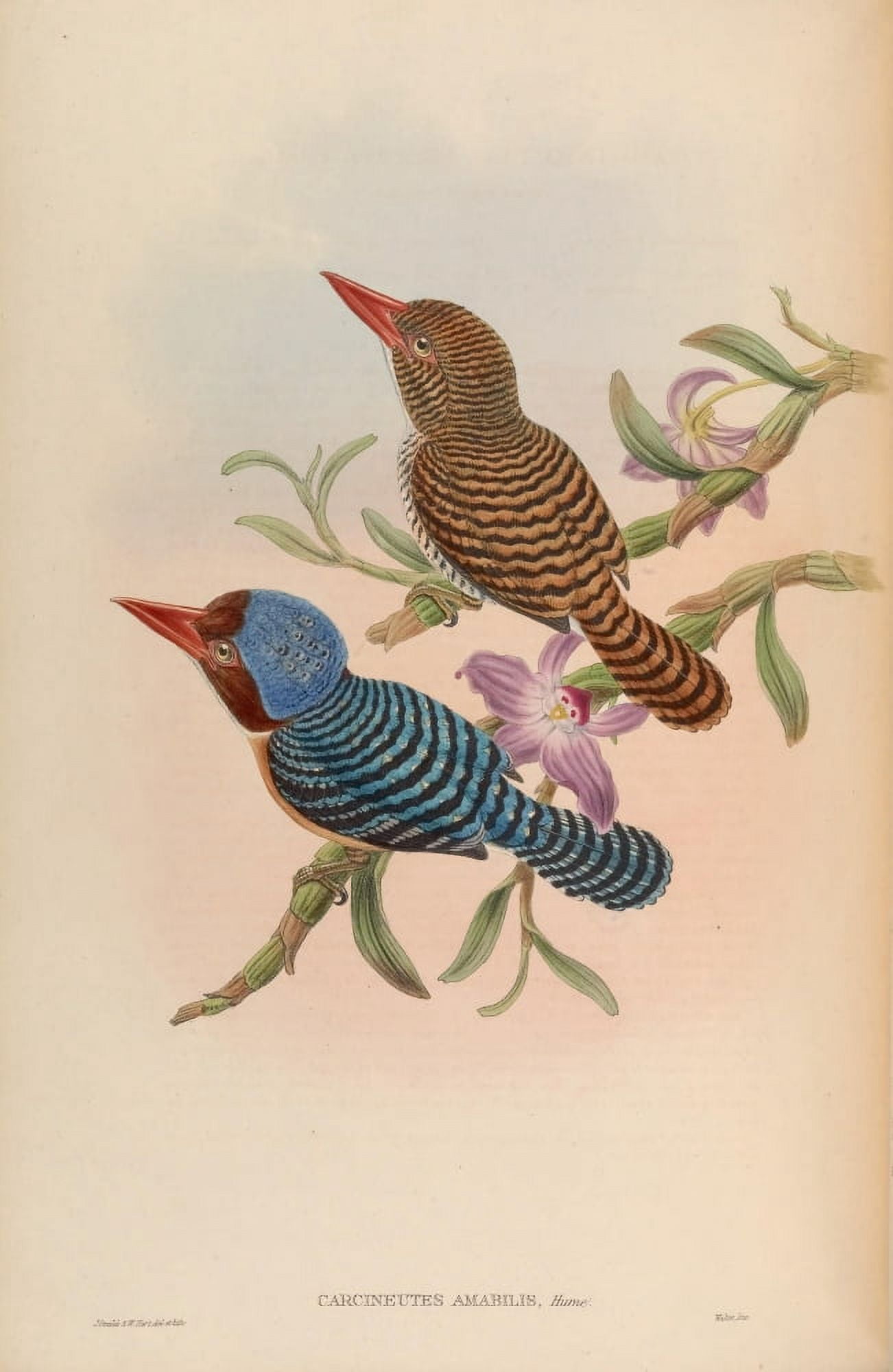Birds of Asia 1850 Tenasserim Kingfisher Canvas Art - John Gould (18 x 24)
