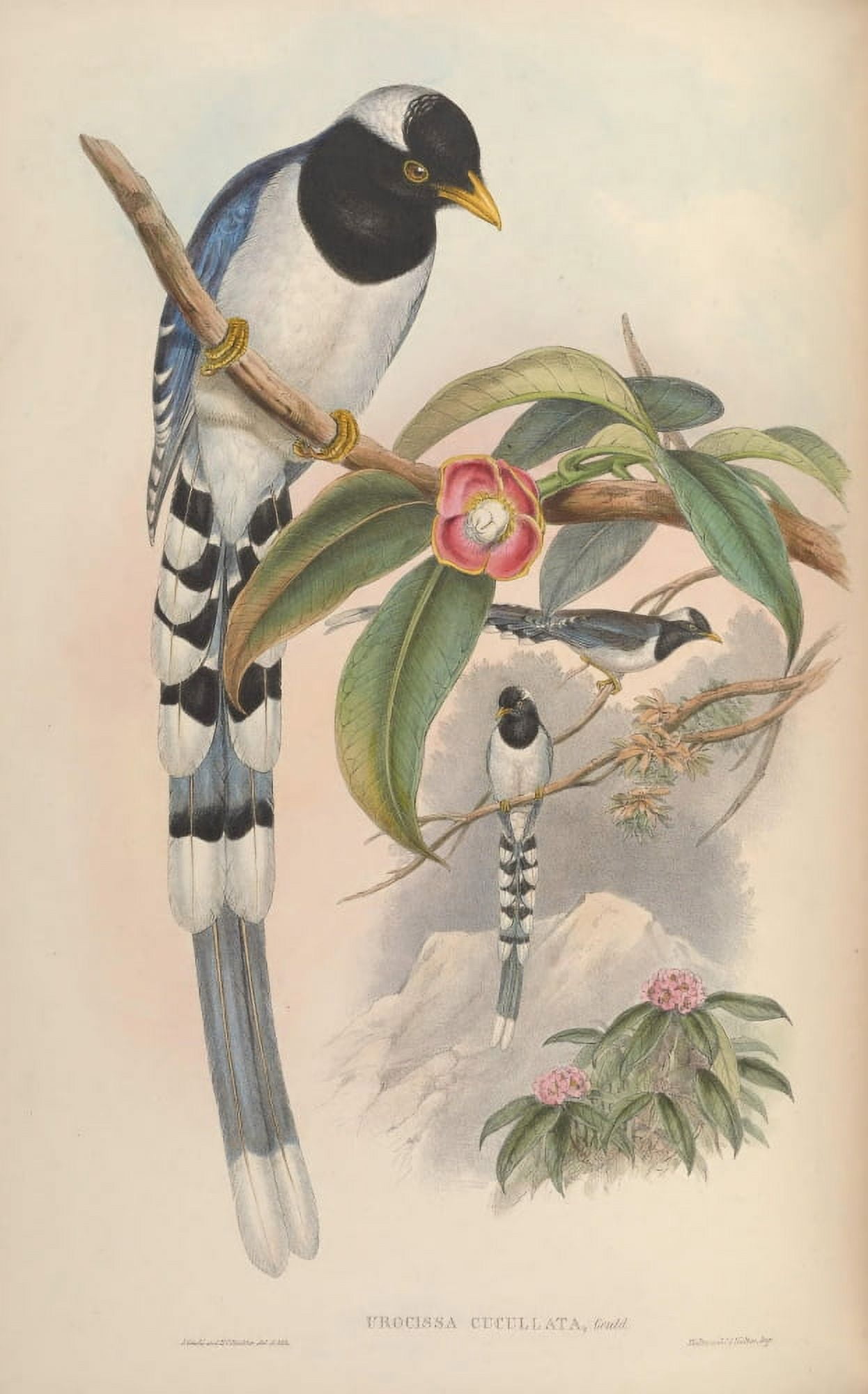 Birds of Asia 1850 White-capped Blue Pie Canvas Art - John Gould (18 x 24)