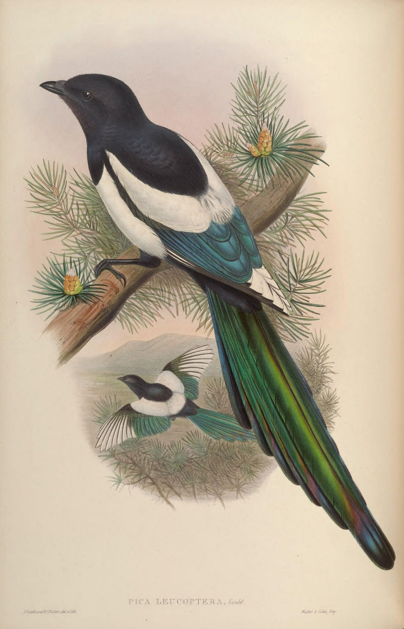 Birds of Asia 1850 White-winged Magpie Canvas Art - John Gould (18 x 24)