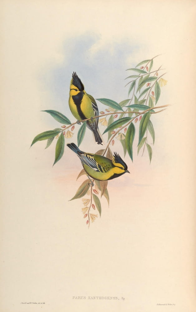 Birds of Asia 1850 Yellow-cheeked Tit Canvas Art - John Gould (18 x 24)