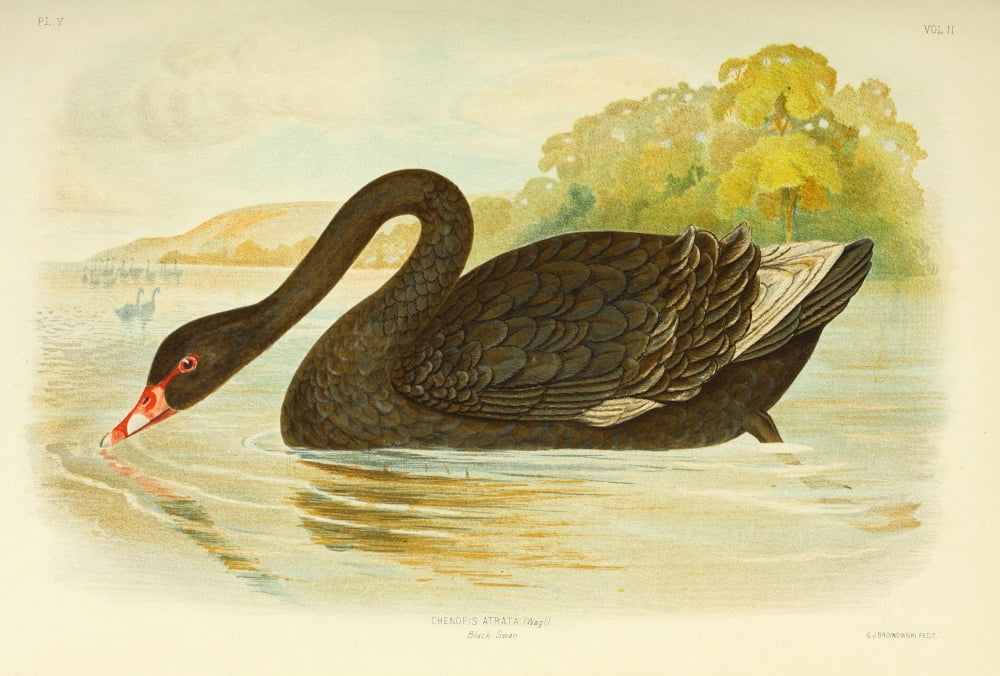 Birds of Australia 1890 Black Swan Canvas Art - GJ Broinowski (18 x 24)